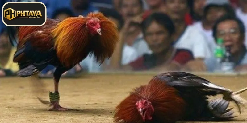 Mga Dahilan para Maging Seryoso sa Sabong PHTAYA