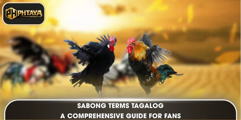 Sabong Terms Tagalog: A Comprehensive Guide for Fans